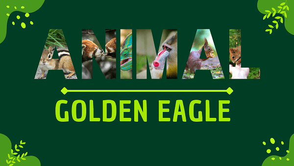 Golden Eagle | Facts, Diet, Habitat & Pictures