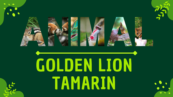 Golden Lion Tamarin | Facts, Diet, Habitat & Pictures
