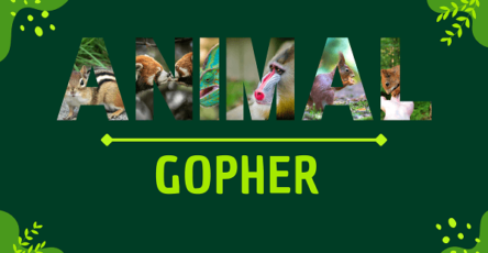 Gopher | Facts, Diet, Habitat & Pictures