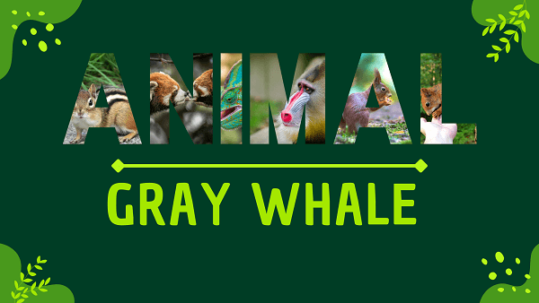 Gray Whale | Facts, Diet, Habitat & Pictures