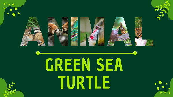 Green Sea Turtle | Facts, Diet, Habitat & Pictures