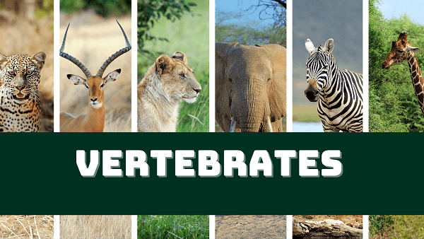Vertebrate