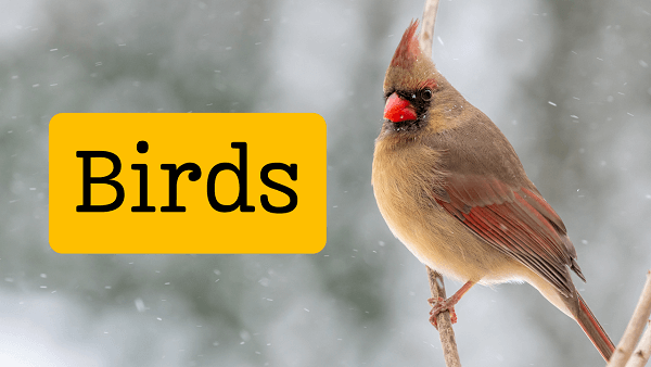 Birds | Types, Characteristics and Facts