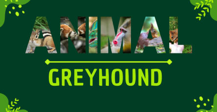 Greyhound | Facts, Diet, Habitat & Pictures
