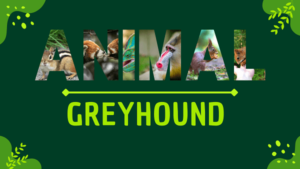 Greyhound | Facts, Diet, Habitat & Pictures