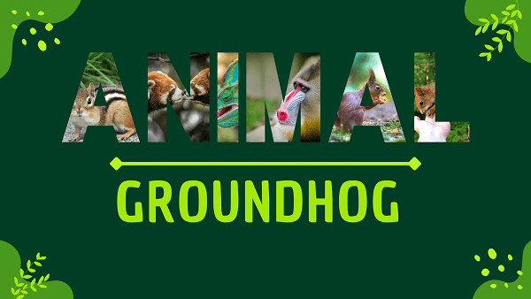 Groundhog | Facts, Diet, Habitat & Pictures