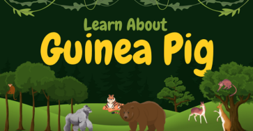 Guinea Pig | Facts, Diet, Habitat & Pictures