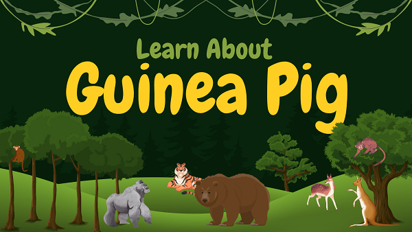 Guinea Pig | Facts, Diet, Habitat & Pictures