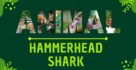 Hammerhead Shark | Facts, Diet, Habitat & Pictures