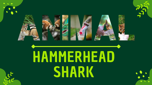 Hammerhead Shark | Facts, Diet, Habitat & Pictures