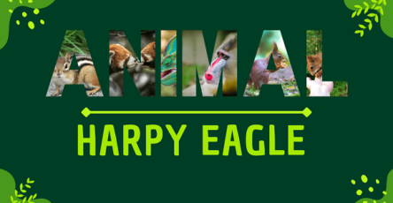 Harpy Eagle | Facts, Diet, Habitat & Pictures