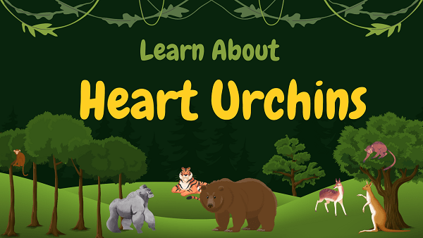 Heart Urchins (Sea Potatoes) | Facts, Diet, Habitat & Pictures