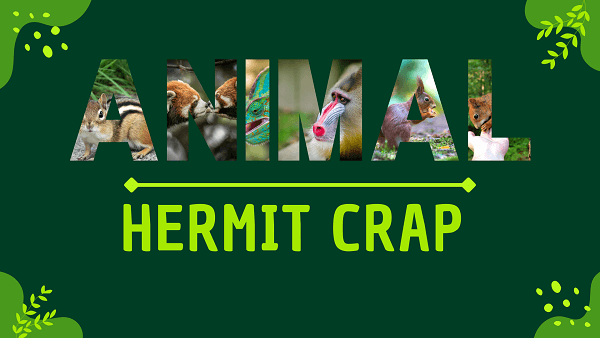 Hermit Crab | Facts, Diet, Habitat & Pictures