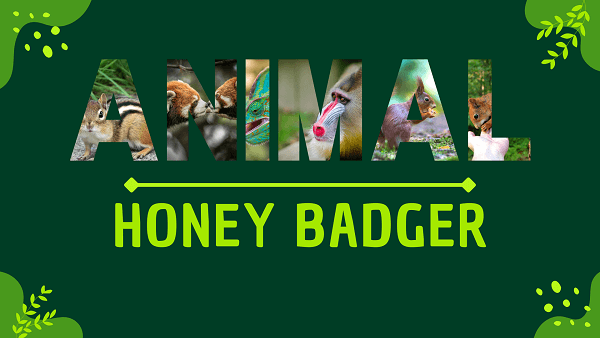 Honey Badger | Facts, Diet, Habitat & Pictures