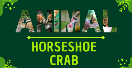Horseshoe Crab | Facts, Diet, Habitat & Pictures