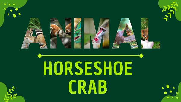 Horseshoe Crab | Facts, Diet, Habitat & Pictures