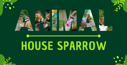 House Sparrow | Facts, Diet, Habitat & Pictures