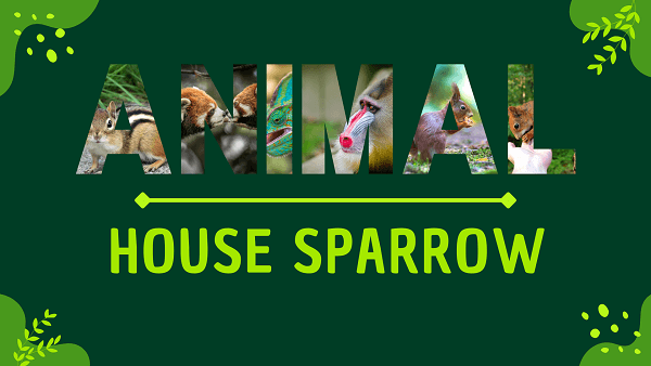 House Sparrow | Facts, Diet, Habitat & Pictures