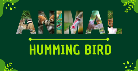 Hummingbird | Facts, Diet, Habitat & Pictures