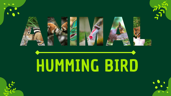 Hummingbird | Facts, Diet, Habitat & Pictures