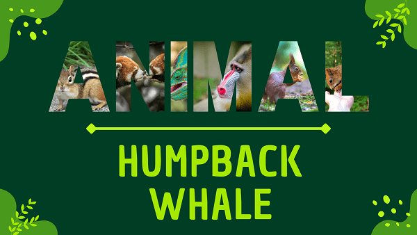 Humpback Whale | Facts, Diet, Habitat & Pictures