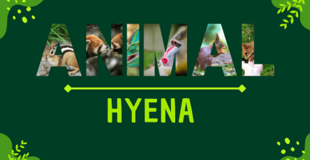 Hyena | Facts, Diet, Habitat & Pictures