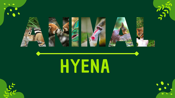Hyena | Facts, Diet, Habitat & Pictures