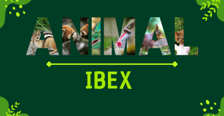 Ibex | Facts, Diet, Habitat & Pictures