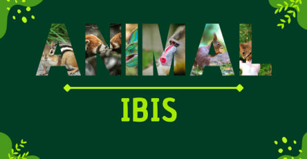 Ibis | Facts, Diet, Habitat & Pictures