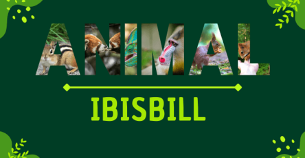 Ibisbill | Facts, Diet, Habitat & Pictures