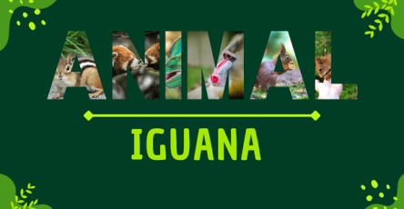 Iguana | Facts, Diet, Habitat & Pictures