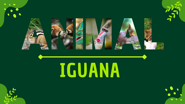 Iguana | Facts, Diet, Habitat & Pictures