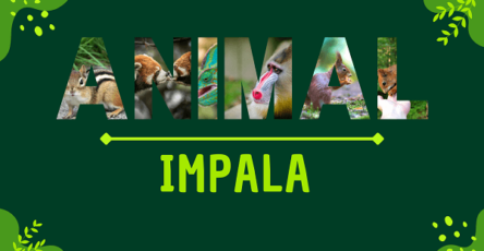 Impala | Facts, Diet, Habitat & Pictures