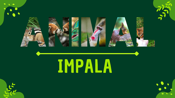 Impala | Facts, Diet, Habitat & Pictures