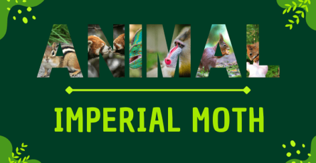 Imperial Moth | Facts, Diet, Habitat & Pictures