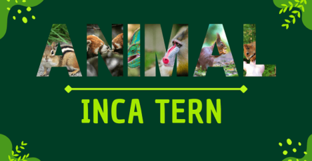 Inca Tern | Facts, Diet, Habitat & Pictures
