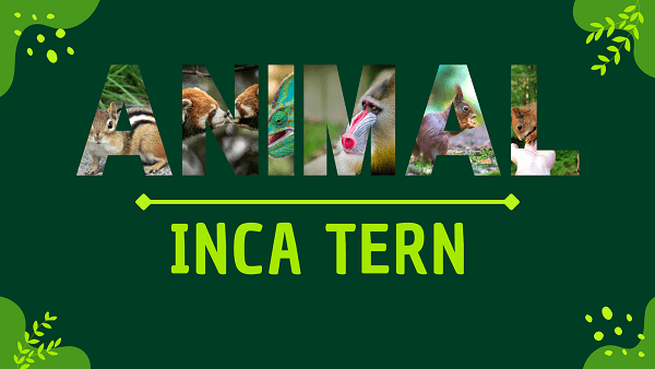 Inca Tern | Facts, Diet, Habitat & Pictures
