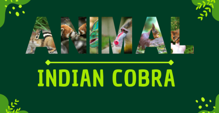 Indian Cobra | Facts, Diet, Habitat & Pictures