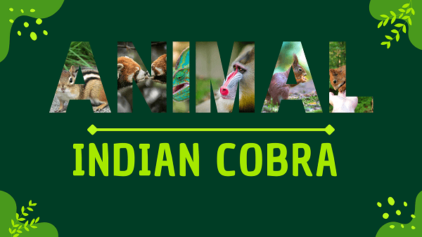 Indian Cobra | Facts, Diet, Habitat & Pictures