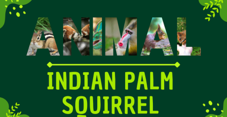 Indian Palm Squirrel | Facts, Diet, Habitat & Pictures