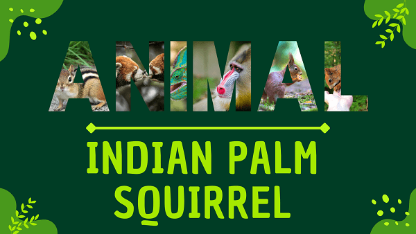 Indian Palm Squirrel | Facts, Diet, Habitat & Pictures