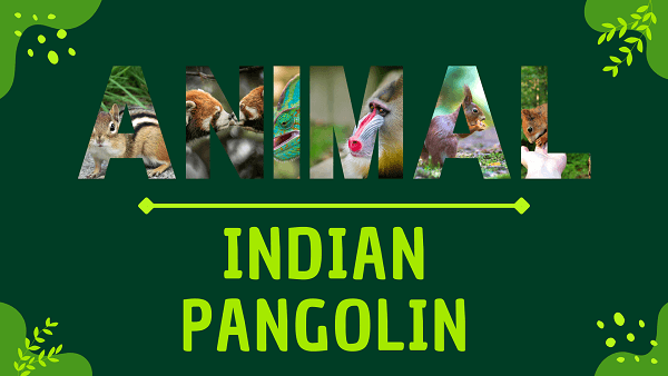 Indian Pangolin | Facts, Diet, Habitat & Pictures