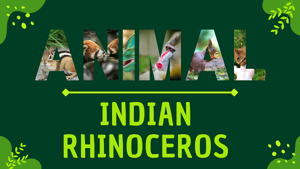 Indian Rhinoceros