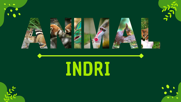 Indri | Facts, Diet, Habitat & Pictures
