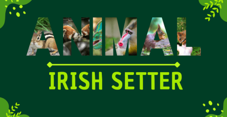 Irish Setter | Facts, Diet, Habitat & Pictures