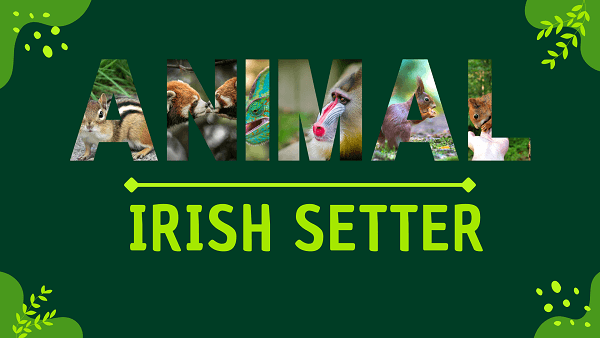 Irish Setter | Facts, Diet, Habitat & Pictures