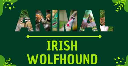 Irish Wolfhound | Facts, Diet, Habitat & Pictures