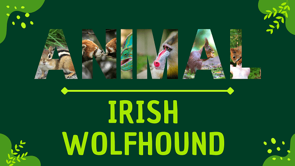 Irish Wolfhound | Facts, Diet, Habitat & Pictures