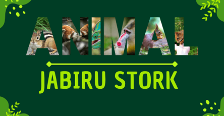 Jabiru Stork | Facts, Diet, Habitat & Pictures