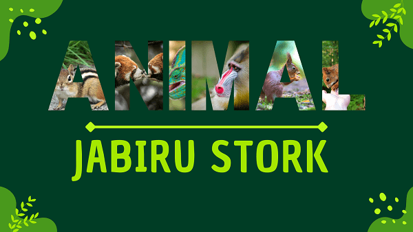 Jabiru Stork | Facts, Diet, Habitat & Pictures